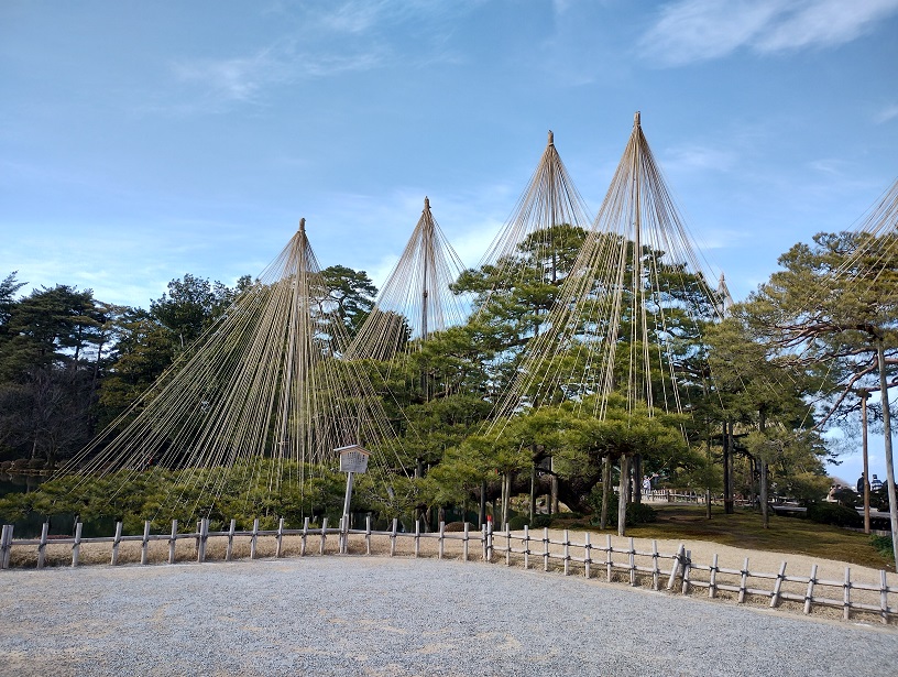 石川県金沢市兼六園の庭　雪つりをしている大きい木が何本もある風景