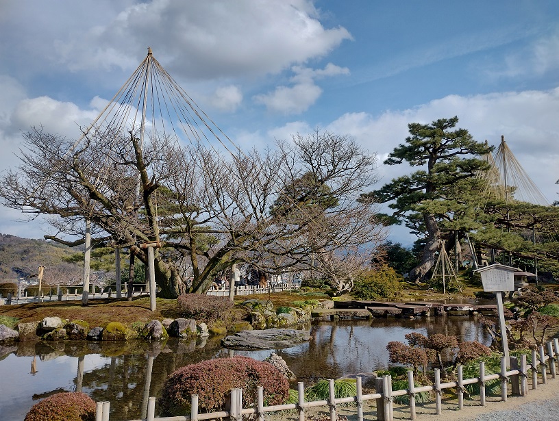 石川県金沢市兼六園の庭　池の横に雪つりをしている大きい木がある風景